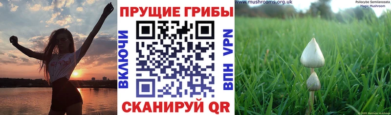 Галлюциногенные грибы мицелий Отрадный